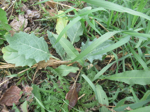 Hyoscyamus niger, photograph 5