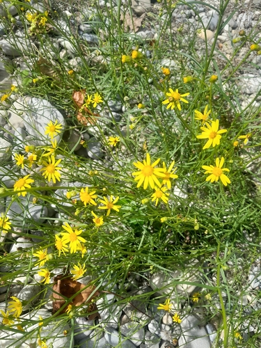 Narrow-leaved Ragwort