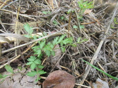 Potentilla supina, photograph author not stated, no rights reserved
