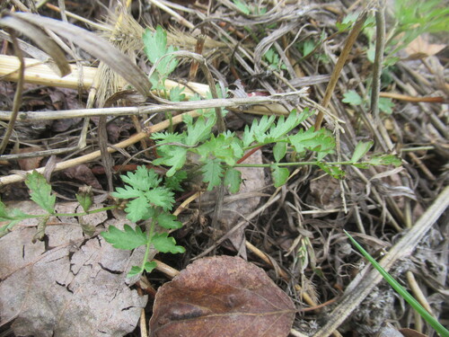 Potentilla supina, photograph 5