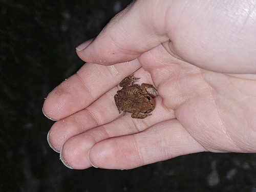 European Toad