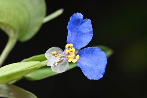 Asiatic dayflower