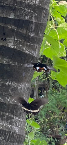 Common Mormon Swallowtail