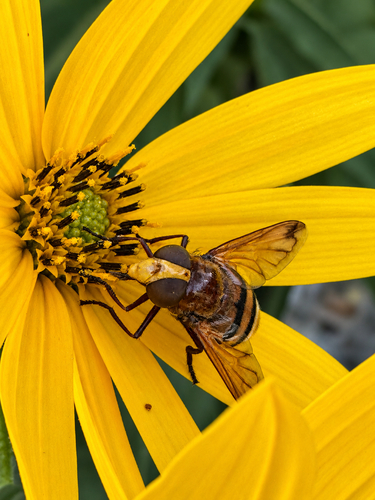 Hornet Mimic Hover Fly