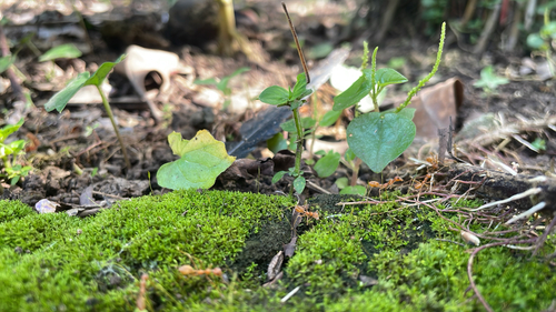 Asian Weaver Ant