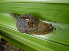 Fastosarion