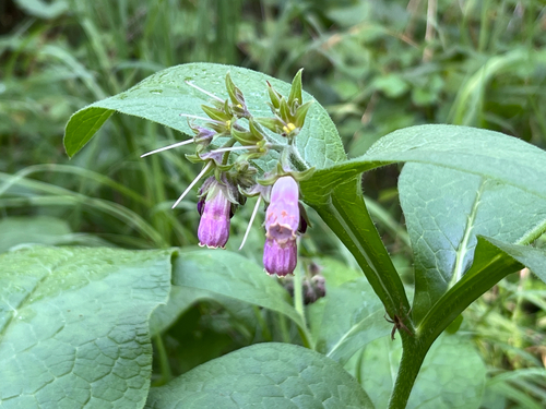 common comfrey