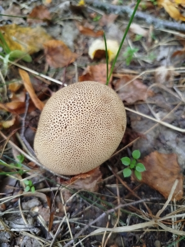 common earthball