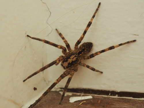 Mediterranean Spiny False Wolf Spider