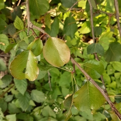 Pyrus communis pyraster