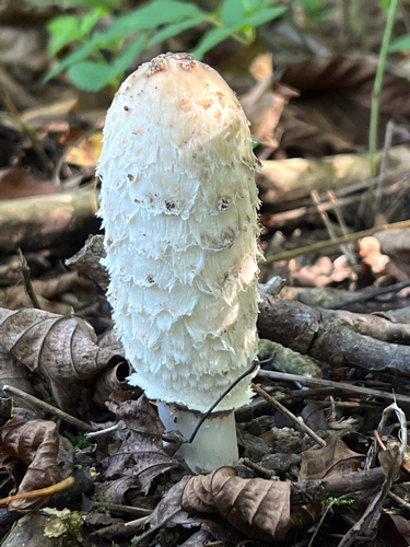 Shaggy Mane
