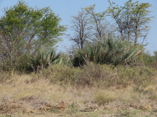 Makalani Palm