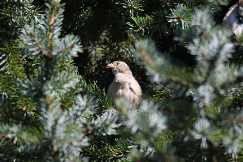 House Sparrow