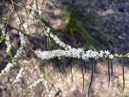 Myoporum floribundum, 2026-09-19