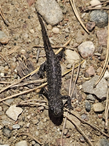 Great Crested Newt