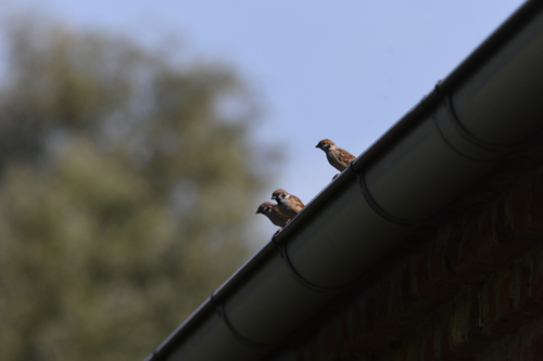 Eurasian Tree Sparrow