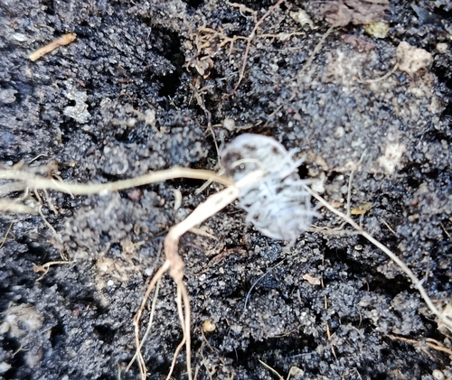 Common Pill Woodlouse