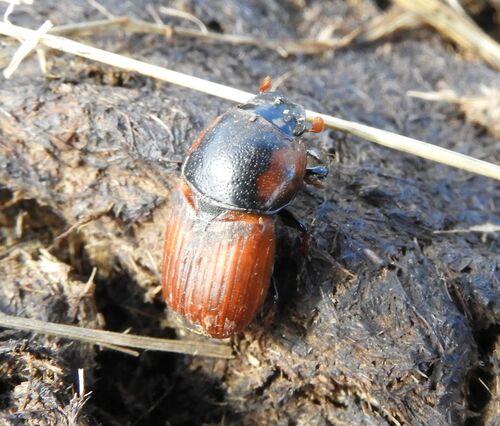 Coprimorphus scrutator