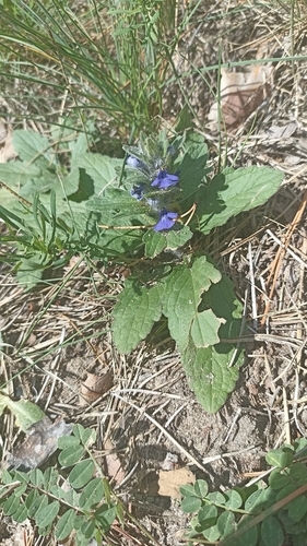 Blue Bugle