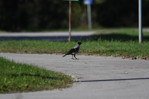 Hooded Crow