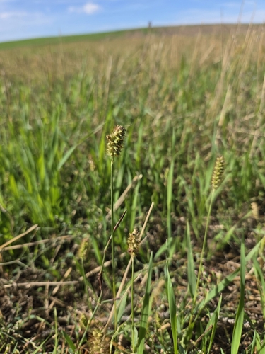 yellow foxtail