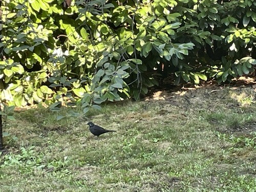 Eurasian Blackbird