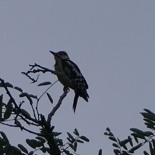 Great Spotted Woodpecker