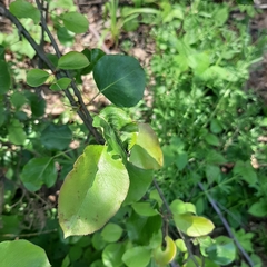 Pyrus communis pyraster