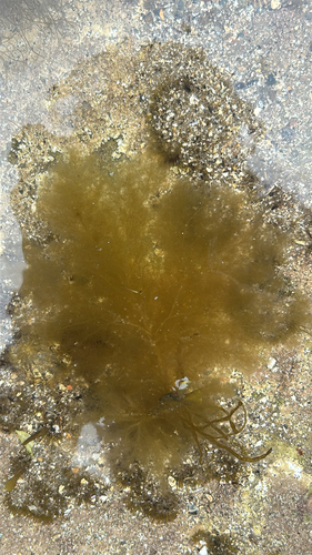 Pylaiella littoralis observed 2026-09-19