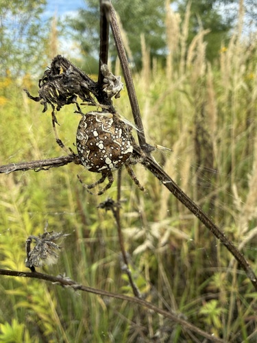 Cross Orbweaver