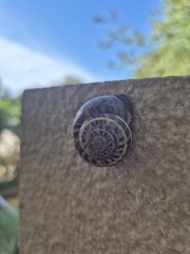 Divertikelschnecke