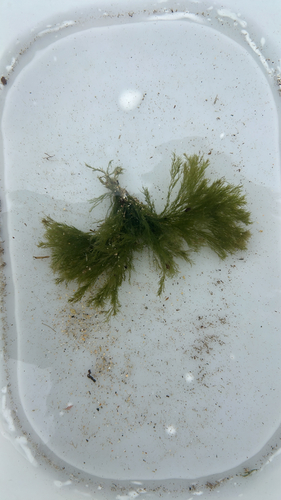 Cladophora rupestris observed 2026-09-19