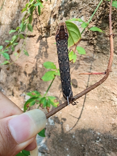 Rhagastis mongoliana