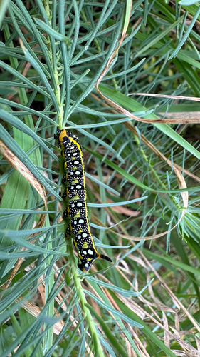 Leafy Spurge Hawkmoth