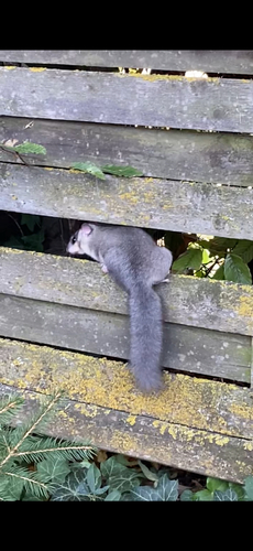European Fat Dormouse