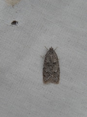 Semioscopis