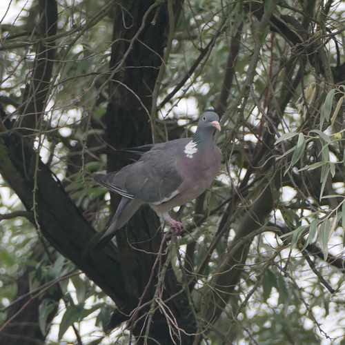 Common Wood-Pigeon