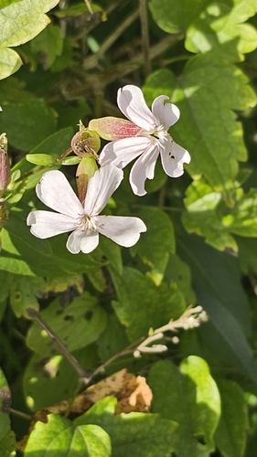 common soapwort