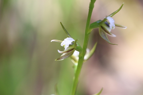 Prasophyllum patens observed 2026-09-19