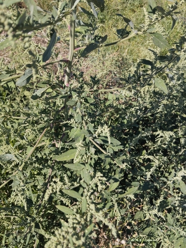 Common Lambsquarters
