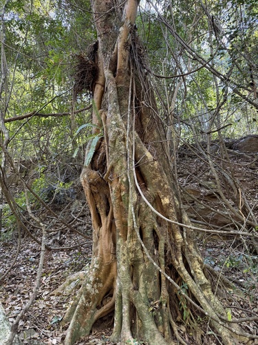 Ficus watkinsiana observed 2026-09-20