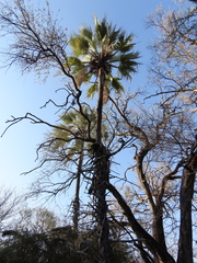 Hyphaene petersiana, photograph (c) Cael Marquard, some rights reserved (CC BY)