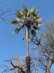 Hyphaene petersiana
