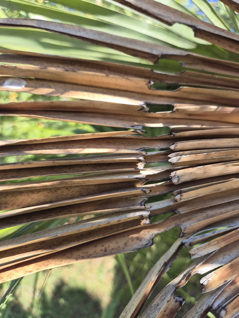 Castnide delle palme