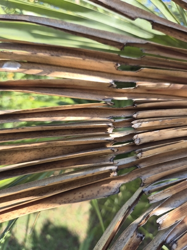 Castnide delle palme