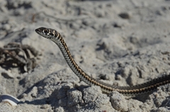 Psammophis leightoni