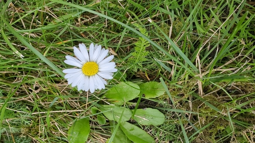 Lawn daisy