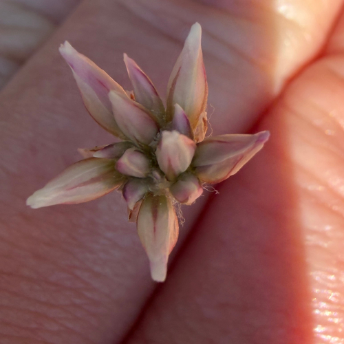 Laxmannia gracilis observed 2026-09-20