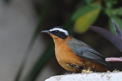 White-browed Robin-Chat