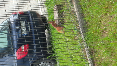 Eurasian Red Squirrel